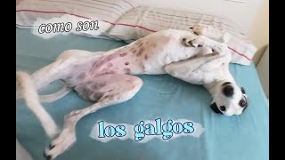 SI VAS A ADOPTAR UN GALGO TIENES QUE SABER ESTO - Còmo son LOS GALGOS