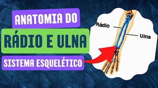 Aula 12  -  Anatomia do Rádio e Ulna