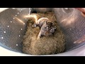 Incredibly Rare Siberian Tiger Release - GoPro Video of the Day