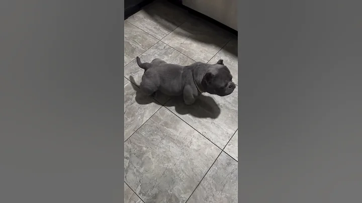 What do you think about this? American bully exotic ? www.bullywebtv.com