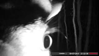 Night Time Buck Sniffing Trail Camera.