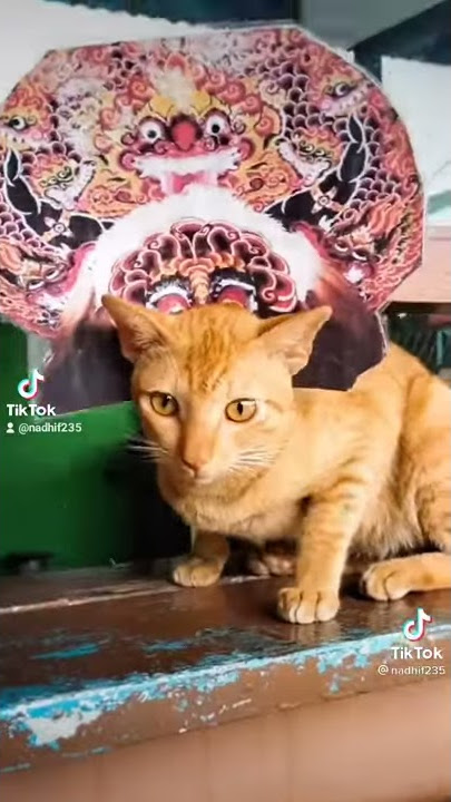 Story wa lucu kucing joget lagu terpesona versi jaranan viral di tik tok