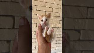 Tiny Kitten So Happy #Kitten #Cute #Happy