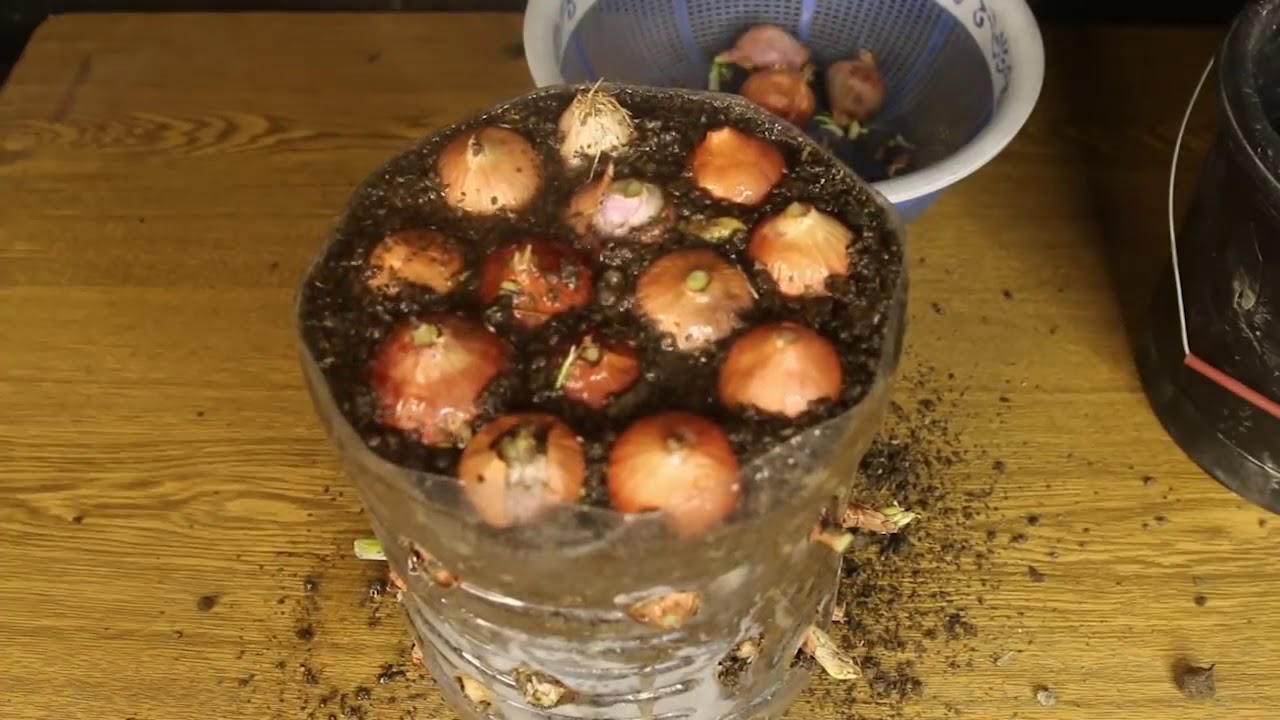Perfect Method For Grow Green Onion In Plastic Bottle YouTube