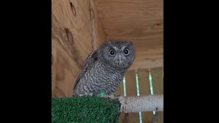 Stolen screech owls become wildlife ambassadors at Southwest Virginia Wildlife Center