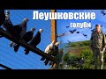 Леушковские голуби