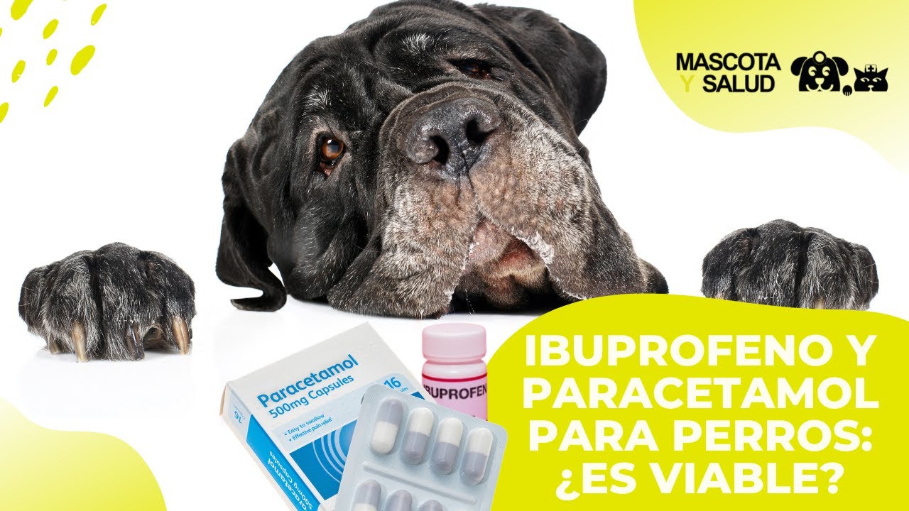 Ibuprofeno y paracetamol para perros: ¿Pueden tomarlos?