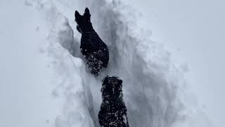 Agility in deep snow