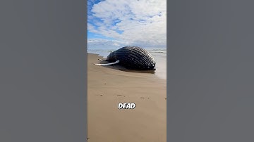 Waarom ontploffen walvissen als bommen? #feiten #dieren #wildlife