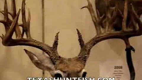 Non-Typical Texas Whitetail Deer scoring 275