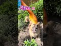 Grill toys pets #toys #dogs #fyp