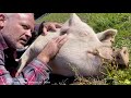 RESCUE PIGS get a visit from the ANIMAL CRACKER! (Ep. 3)