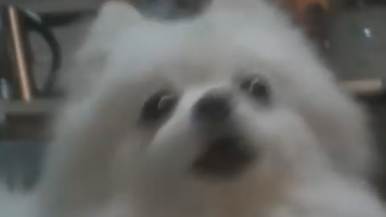 Gabe the dog  bork [Sparta Legendary Iron Remix]  YouTube