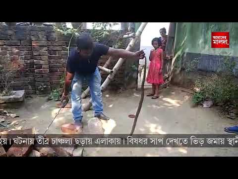 নেতাজি কলোনির একটি বাড়িতে বিষধর সাপ