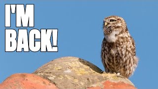 Watch My Little Owls Return After a Year-Long Disappearance!