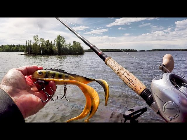 MUSKY FISHING EAGLE LAKE!! - Multiple Muskies on Opening Day 