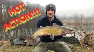 Carp Fishing Turns Into CATFISH FRENZY!