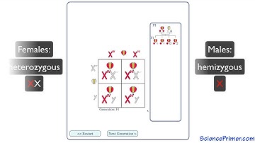 X-Linked Inheritance Overview