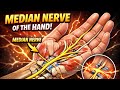 Testing and mobilizing the median nerve
