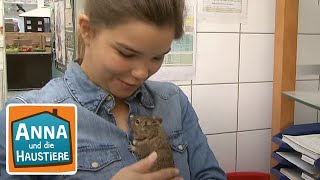 Degu | Reportage für Kinder | Anna und die Haustiere