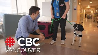 How hospitals use dogs to sniff out disease