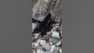 Metaaldetectie in een olijfboom #metaaldetectie #metaaldetector #schatzoeken