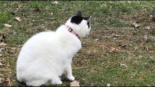 Chipmunk leading Abby on a wild goose chase around the yard.