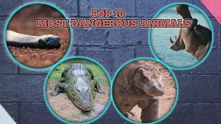 TOP 10 Most Dangerous Animals