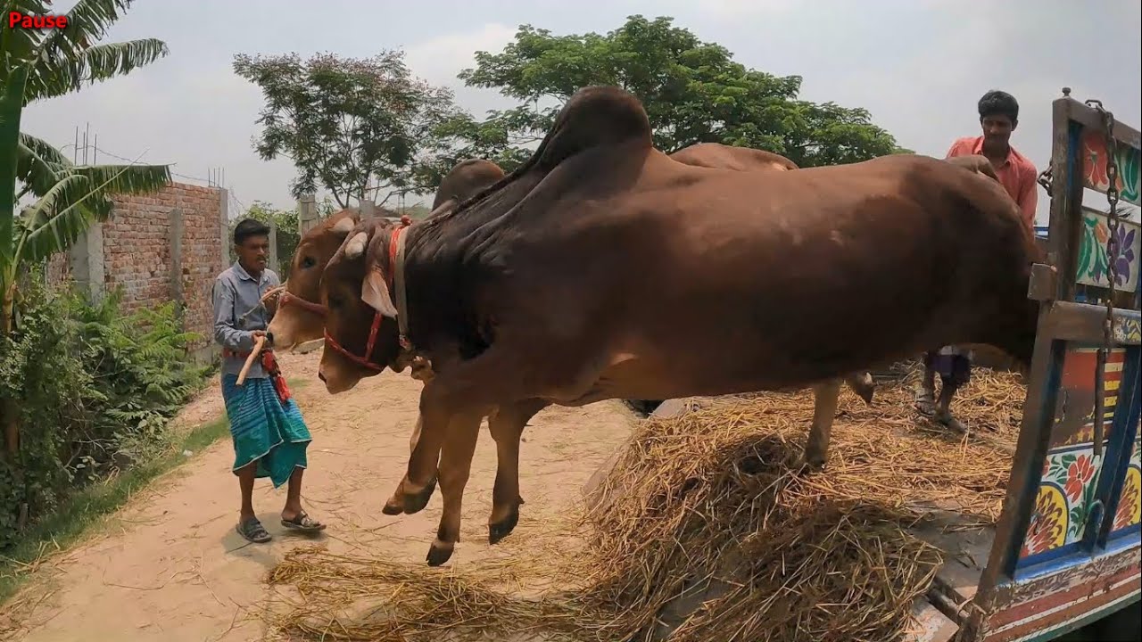 Cow Unloading From track at Village Side Cattle Market Ep 2 - YouTube