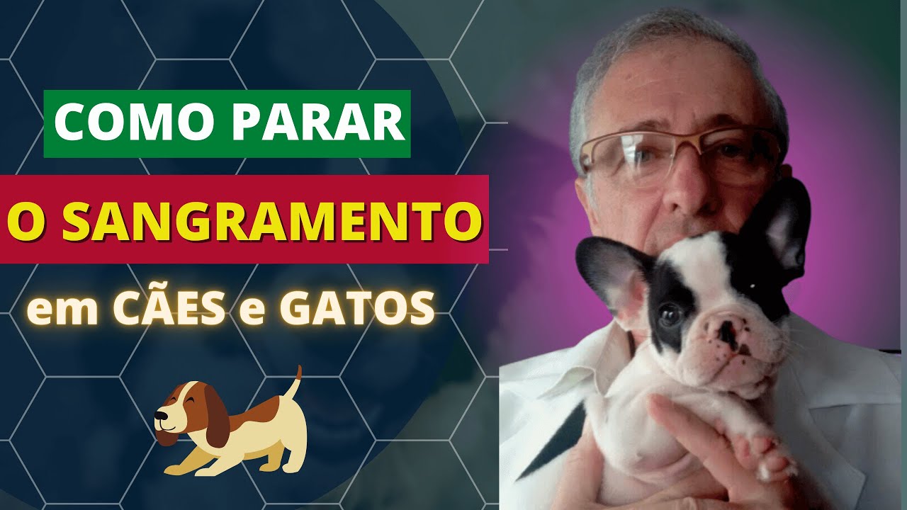[ Passo a Passo ] Como estancar o sangramento em seu cachorro ou seu ...