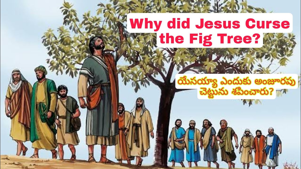 Mark 111221 why did Jesus curse the fig tree? YouTube
