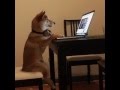 Shiba inu Chiko watching YouTube