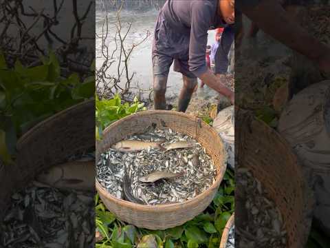 Village fishing video #shorts