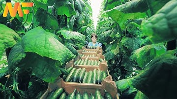 Modern Greenhouse Cucumber Farming | Cucumber Harvesting And Packaging Process | Modern Farm:➤# 39
