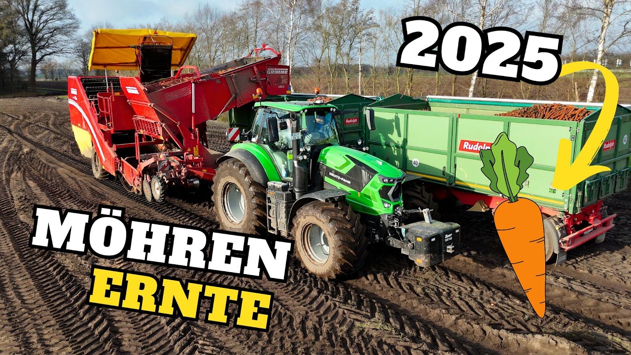 30% verbrannt🔥 / Möhren Ernte 2025🥕 / Ertraglich gehts auch anders, 100 t/ha geht auch