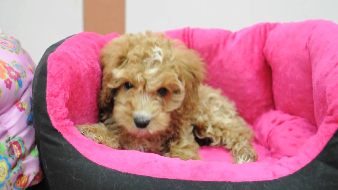 Cockapoo Puppy.AVI - YouTube