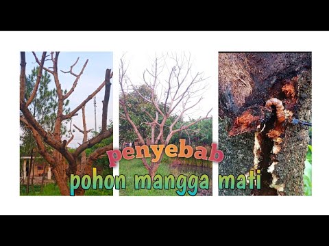Video: Pohon Saya Mati Tiba-tiba: Pelajari Tentang Penyebab Kematian Pohon Mendadak