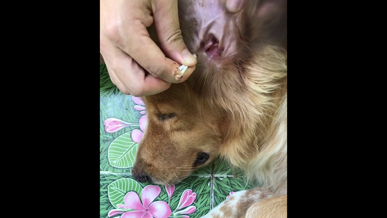 Cleaning dog’s ears. YouTube