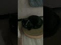 Queen Cleo Vanished After the Chase… HeiHei Swears He Knows Nothing 🥹🐾#shorts