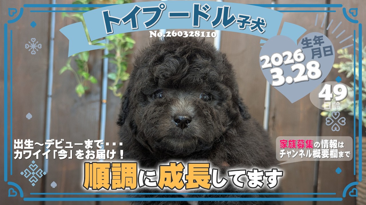 トイプードル子犬｜2026.3.28生（49日齢）①｜グレー｜男の子｜滋賀県