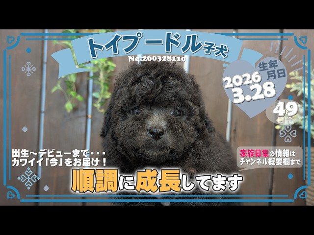 トイプードル子犬｜2026.3.28生（49日齢）①｜グレー｜男の子｜滋賀県