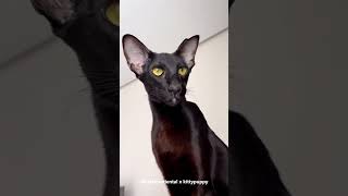 Handsome Martin : Oriental Shorthair Cat #shorts