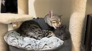 Do Bengal and Russian Blue Cats Get Along? by Elsa and Dalila  440 views 8 months ago 36 seconds