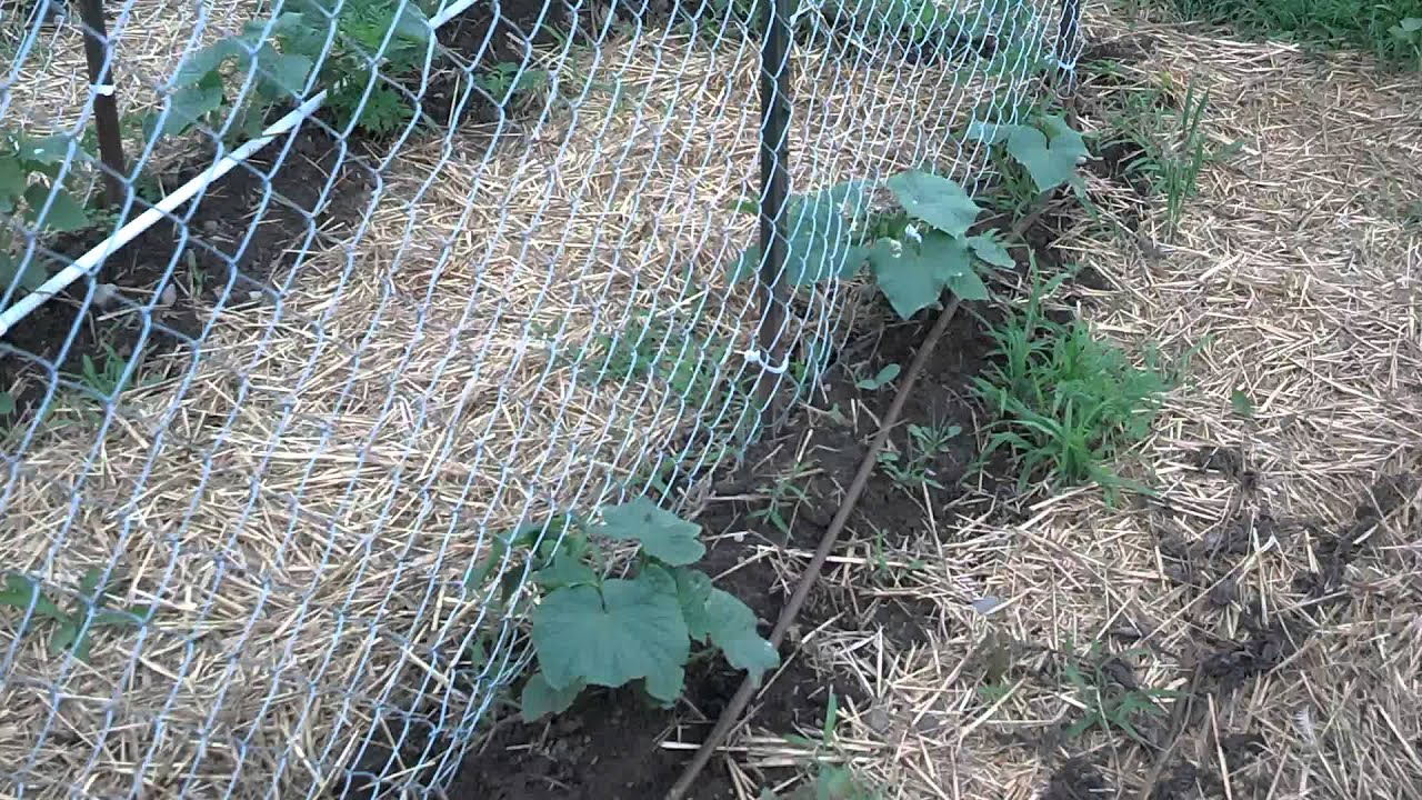 Best Cucumber Trellis Ever...Hopefully!! 