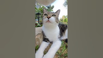 Let’s explore! 📣🐈 ​⁠@insta360 GO 3S #cat #cute #youtubeshorts #funny #insta360 #insta360catcam