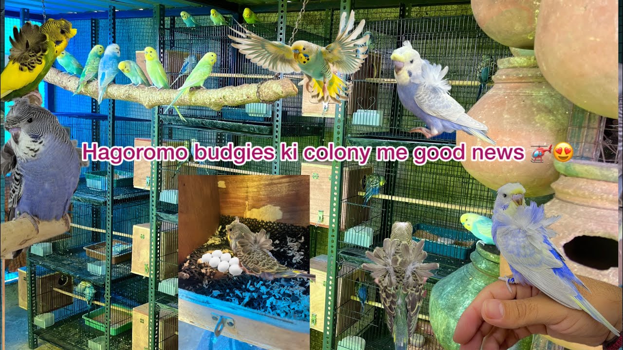 Hagoromo budgies ki colony me good news 😍🚁 || Rainbow budgies 🌈