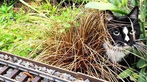 2019 channel trailer: A British outline, G-scale, garden railway