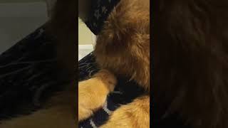 The Big Chunky Brother Comes To Town