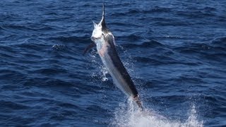 Big Black Marlin on Daiwa Saltiga 4500. Montebello Islands Marlin switch bait fishing