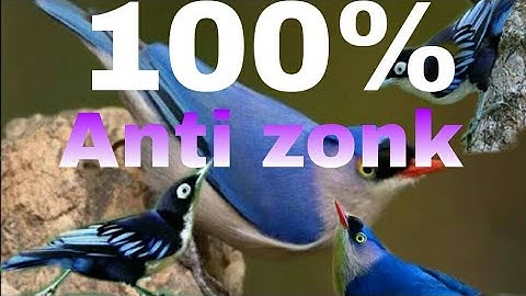 Pikat Rambatan Ribut anti zonk